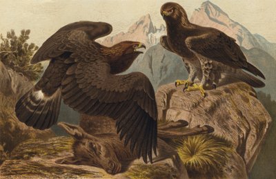 Golden Eagle by European School